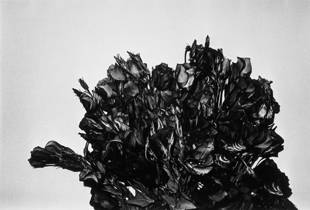 Daido Moriyama Turkish Bellflower, Shibuya-ku, Tokyo, 1990