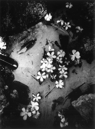 Daido Moriyama Hawaii, 2007