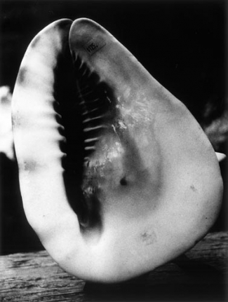 Daido Moriyama Hawaii, 2007/2008