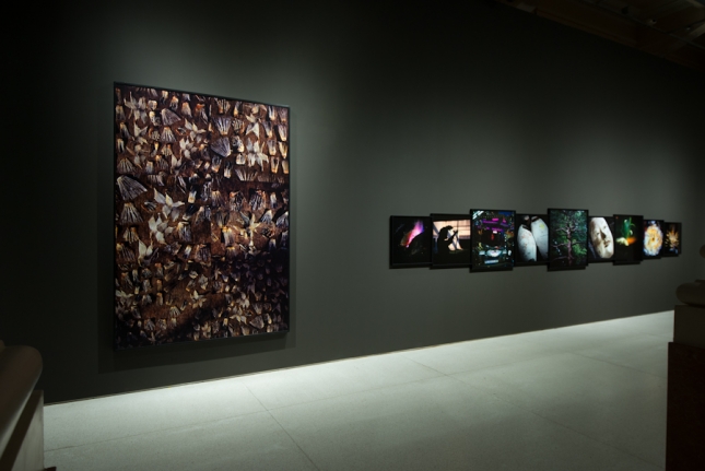 Miguel Rio Branco, Blind Spot, Santander Cultural