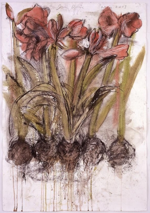 December Amaryllis 2nd Version, 2003
