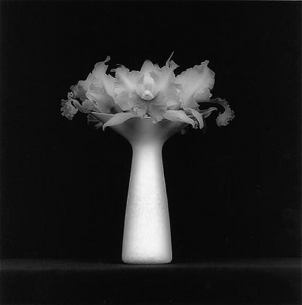 Robert Mapplethorpe Orchid, 1983