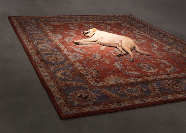 Tragedy, 2012. Persian rug, dog. Performance still, 2012.
