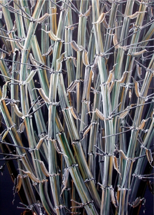 Rajan Krishnan Plant from the Grove by the River 5