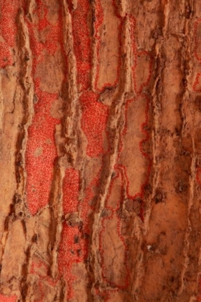 Ratna Gupta MEMORY SERIES V 2011 Latex, canvas and silk thread 36 x 20 in.
