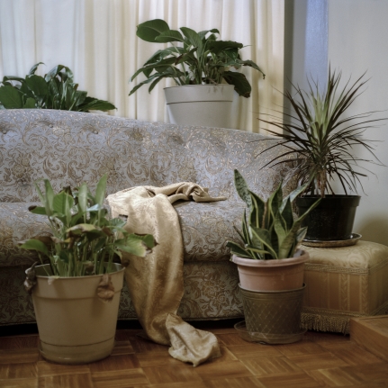 Christie Neptune Drapery and Plants in Grandma's Living Room, 2019 Digital chromogenic print 30 x 30 inches