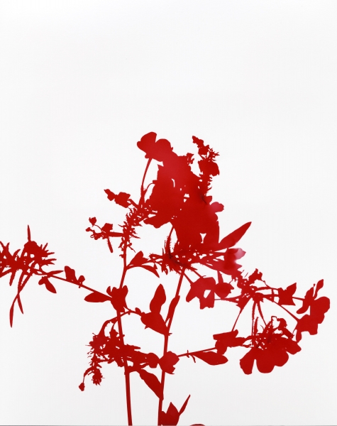 James Welling