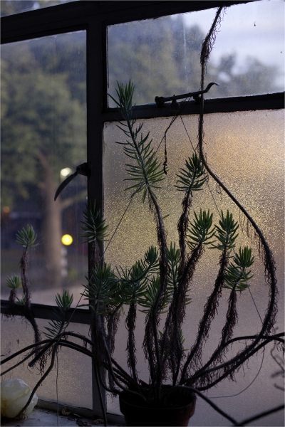 Wolfgang Tillmans - Conor plant, dusk