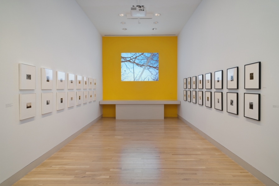 James Welling Hammer Museum