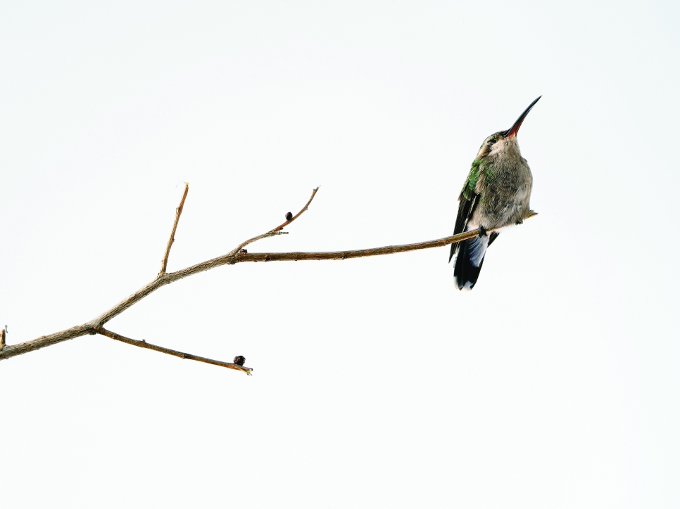 fernando_ortega_colibri_inducido_a_sueño_profundo_2006