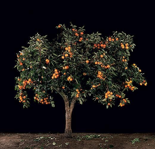 Tal Shochat, Afarsemon (Persimmon), 2011
