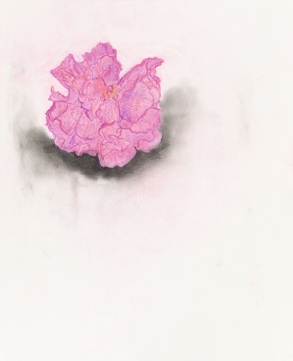 Mayo Thompson Hibiscus, 2015 Colored pencil on paper Paper: 17 x 13 7/8 inches (43.2 x 35.2 cm) Frame: 21 15/16 x 15 15/16 inches (55.7 x 40.5 cm)
