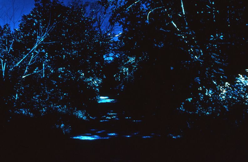Day for Night, Christiania (Path/The Ramparts), 1996 c-print 26 x 38 1/2 inches, edition of 5