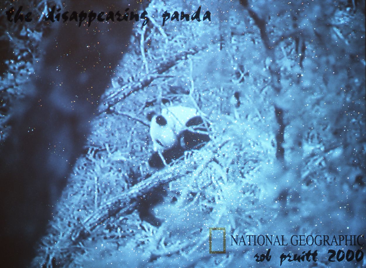 Rob Pruitt, The Disappearing Panda, 2000, glitter and oil on canvas, "Save the Panda National Geographic Home Video", (1984) vhs tape, 60:00min, 108 x 80 inches