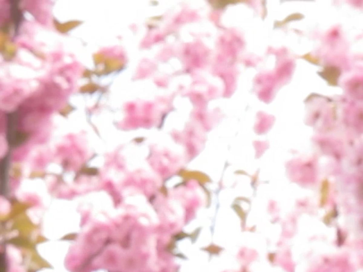 Hilary Lloyd Blossom, 2017 (still)