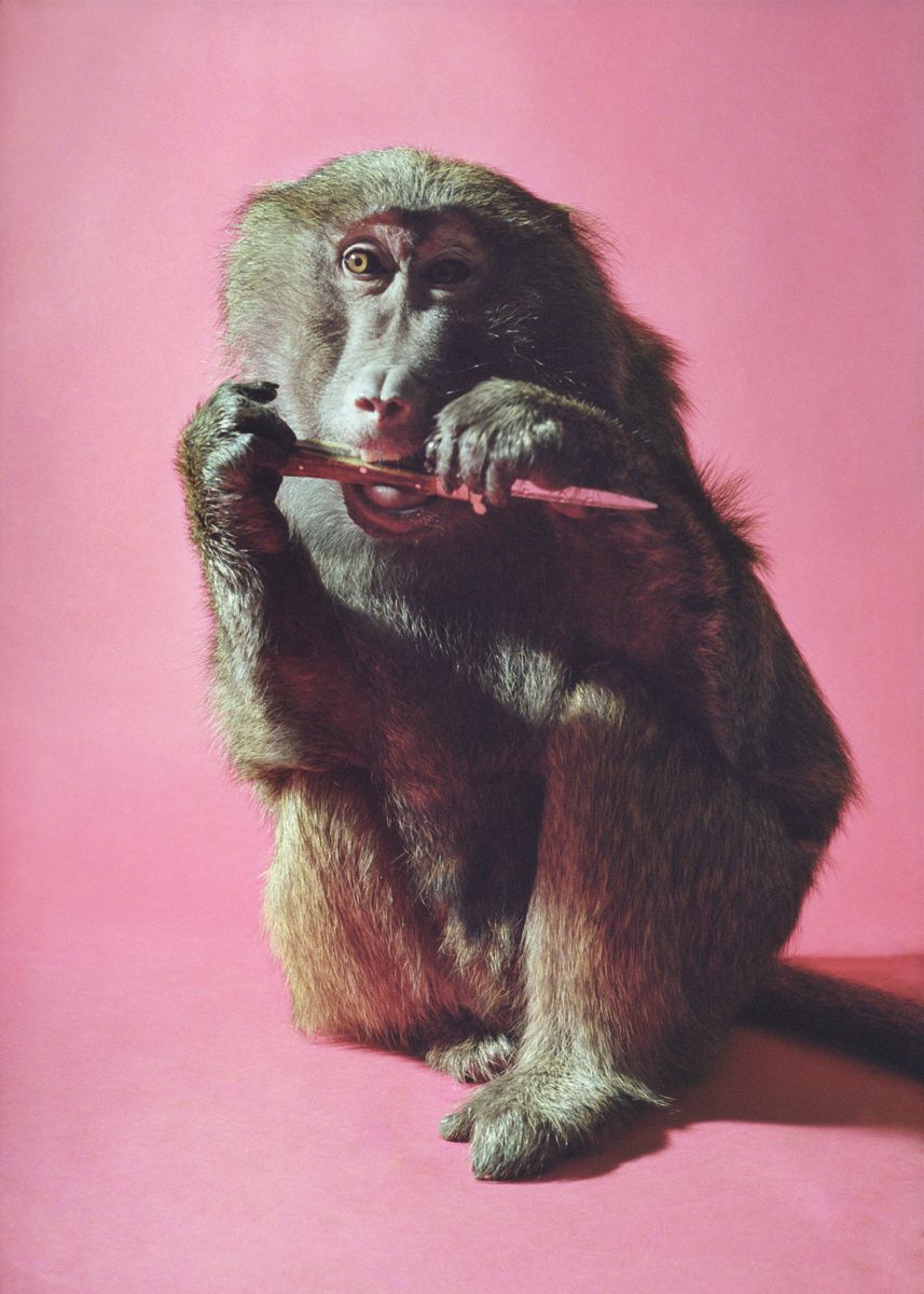 Heji Shin Male Chimp, 2016 C-print 31.5 x 22.44 inches (80 x 57 cm)