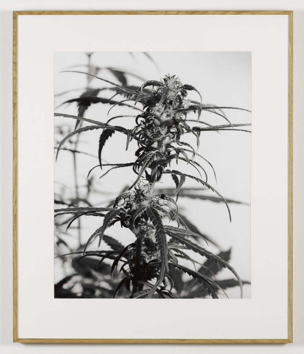 From the Secret Garden of Sleep, 2008, Silver gelatin print