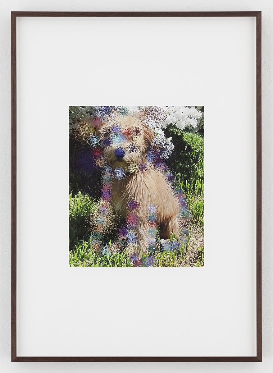 Hilary Lloyd Blossom Dog, 2017 Archival pigment print Framed: 33 3/4 x 24 x 1 7/8 inches (85.7 x 61 x 4.8 cm) Unique