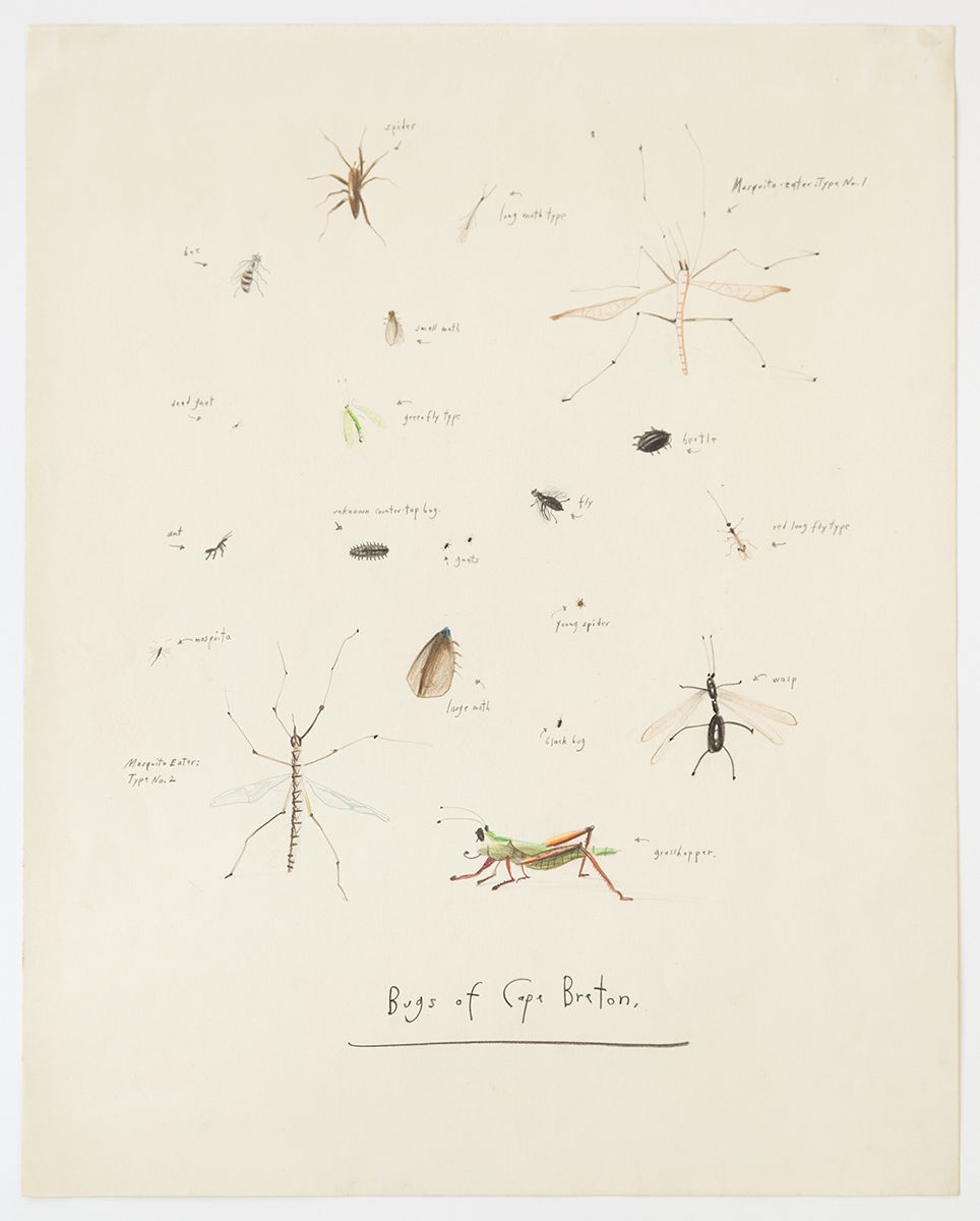 Candy Jernigan, Bugs of Cape Breton, Canada, August 83, 1983, Colored pencil on paper, Image: 14 x 11 inches (35.6 x 27.9 cm), Frame: 20 1/8 x 17 1/4 x 1 1/2 inches (51.1 x 43.8 x 3.8 cm)
