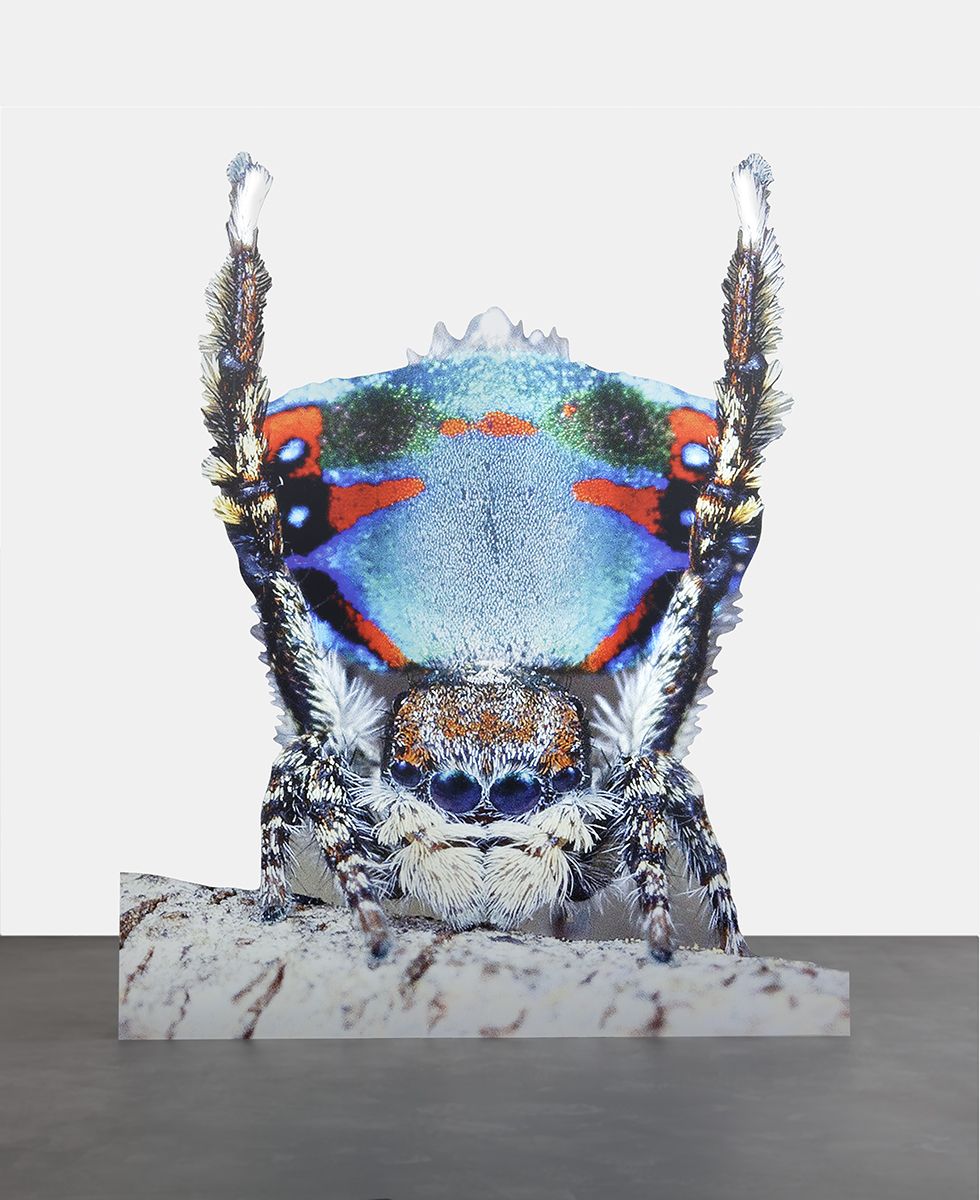 Katja Novitskova Approximation (peacock spider 2), 2016 Digital print on aluminum, cutout display 67 x 55 x 13 3/4 inches (170 x 140 x 35 cm)