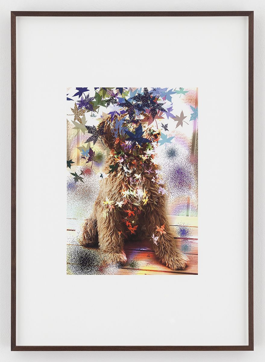 Hilary Lloyd Leaf Dog, 2017 Archival pigment print Framed: 33 3/4 x 24 x 1 7/8 inches (85.7 x 61 x 4.8 cm) Unique