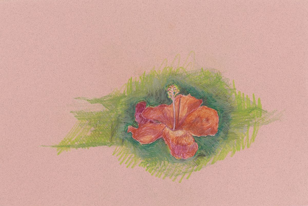 Mayo Thompson Hibiscus, 2015 Colored pencil on paper Paper: 12 x 18 inches (30.5 x 45.7 cm) Frame: 17 x 23 inches (43 x 58.3 cm )