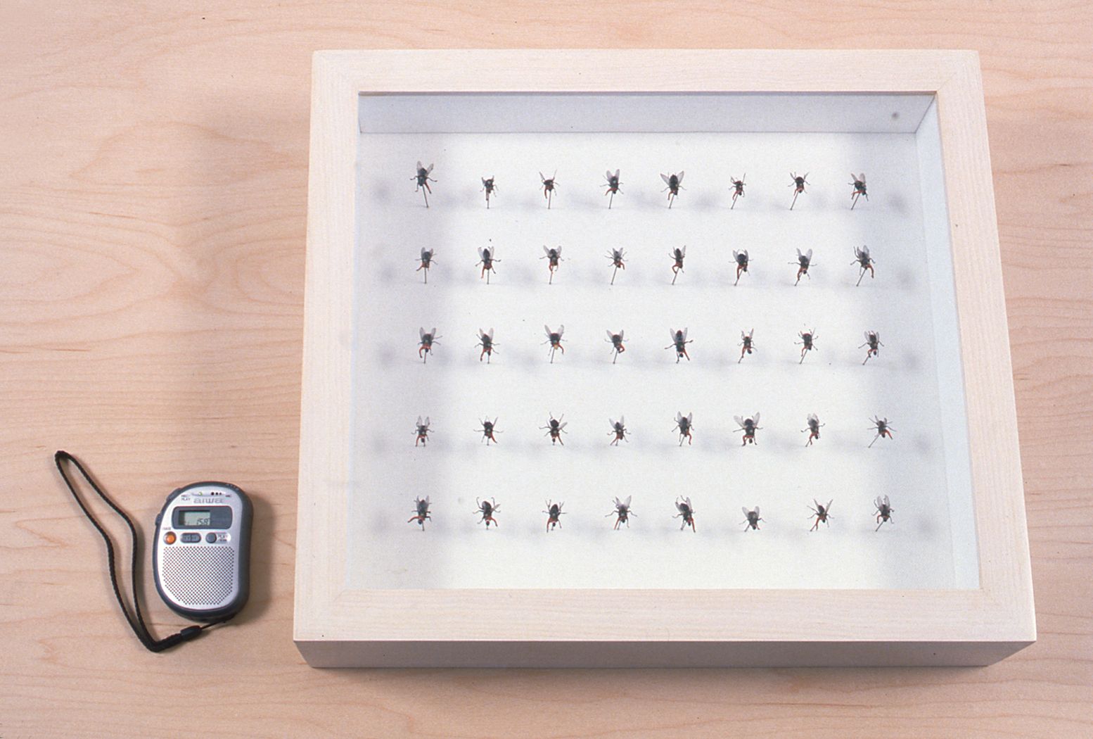 Paul Pfeiffer, Memento Mori (Boys Choir of Harlem), 1999, 16 x 14 x 6 inches + sound device plastic, resin, polymer clay, enamel, glue, metal, wood, glass, linen fabric, house flies, 2-channel sound track (1997 recording of G.F. Handel's "Ode for St. Cecilia's Day")