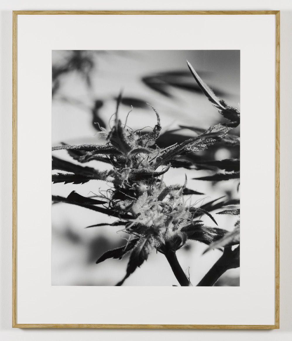 From the Secret Garden of Sleep, 2008, Silver gelatin print