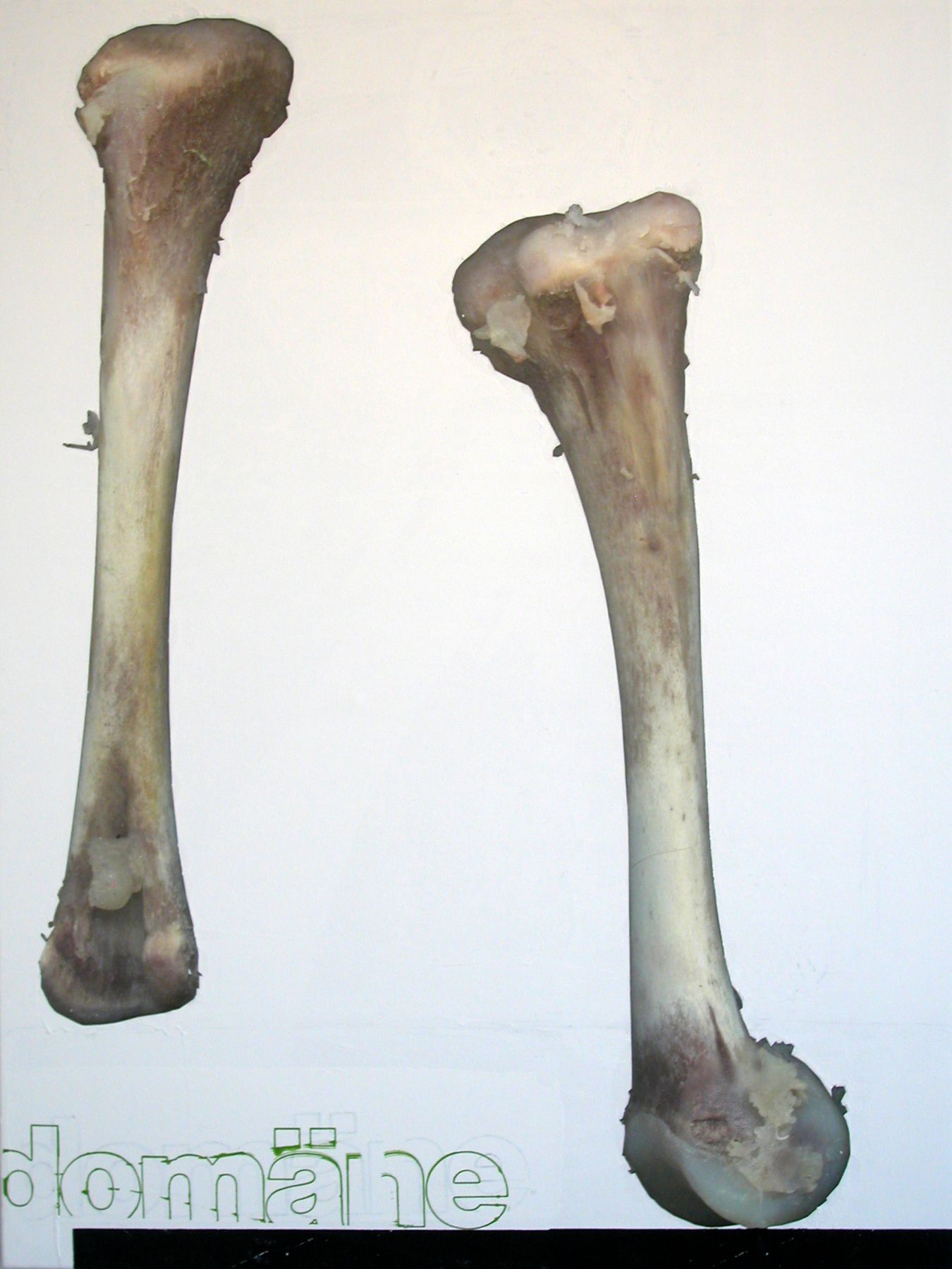 Untitled (Bone Domane), 2005, silkscreen and inkjet on canvas, 48 x 36 inches