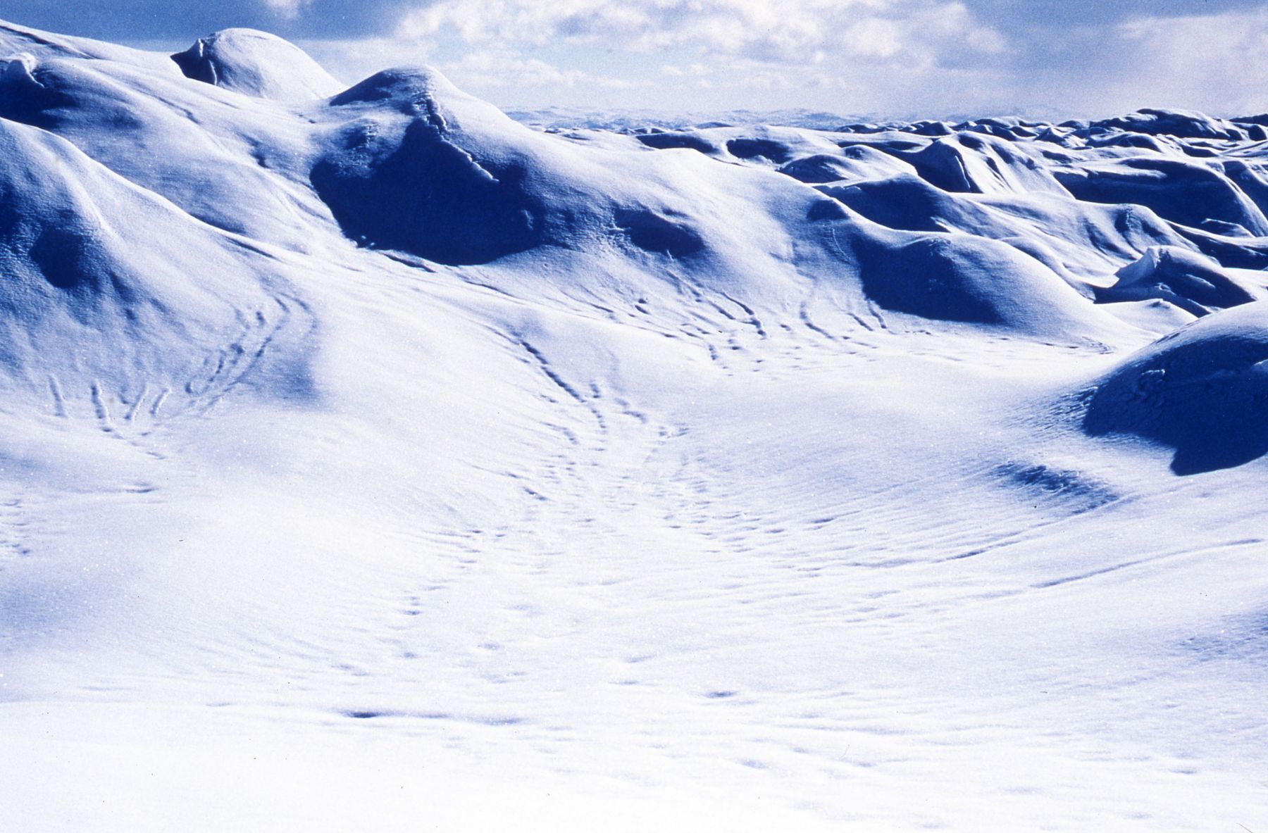Nordenskiold & the Icecap, 1999-2000, slide installation, duration: 12 minutes, edition of 5