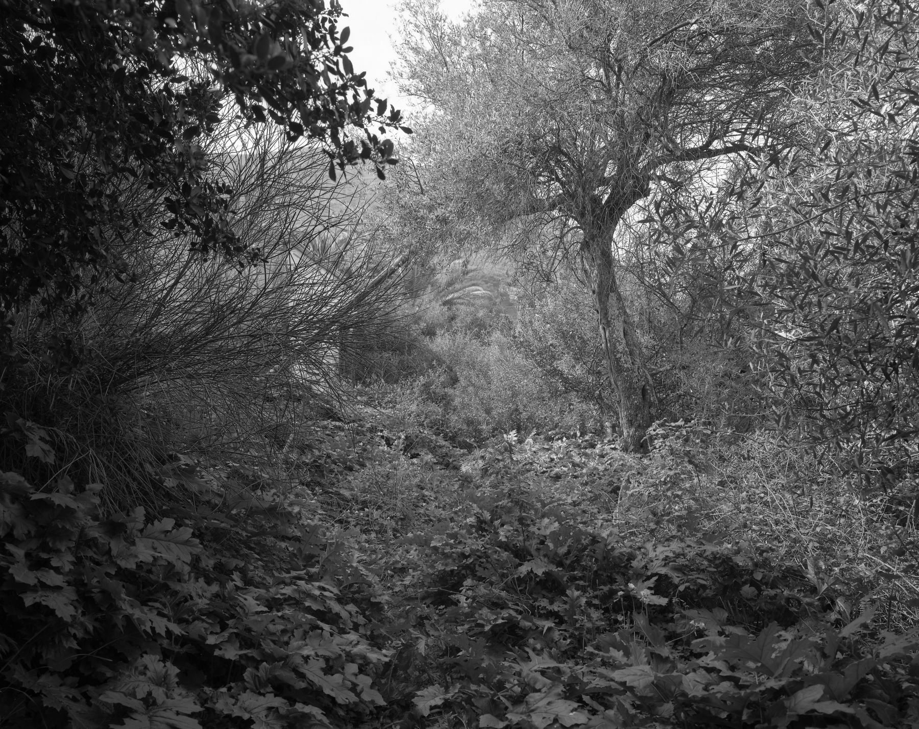 The Abbey of Thelema #1, 2005