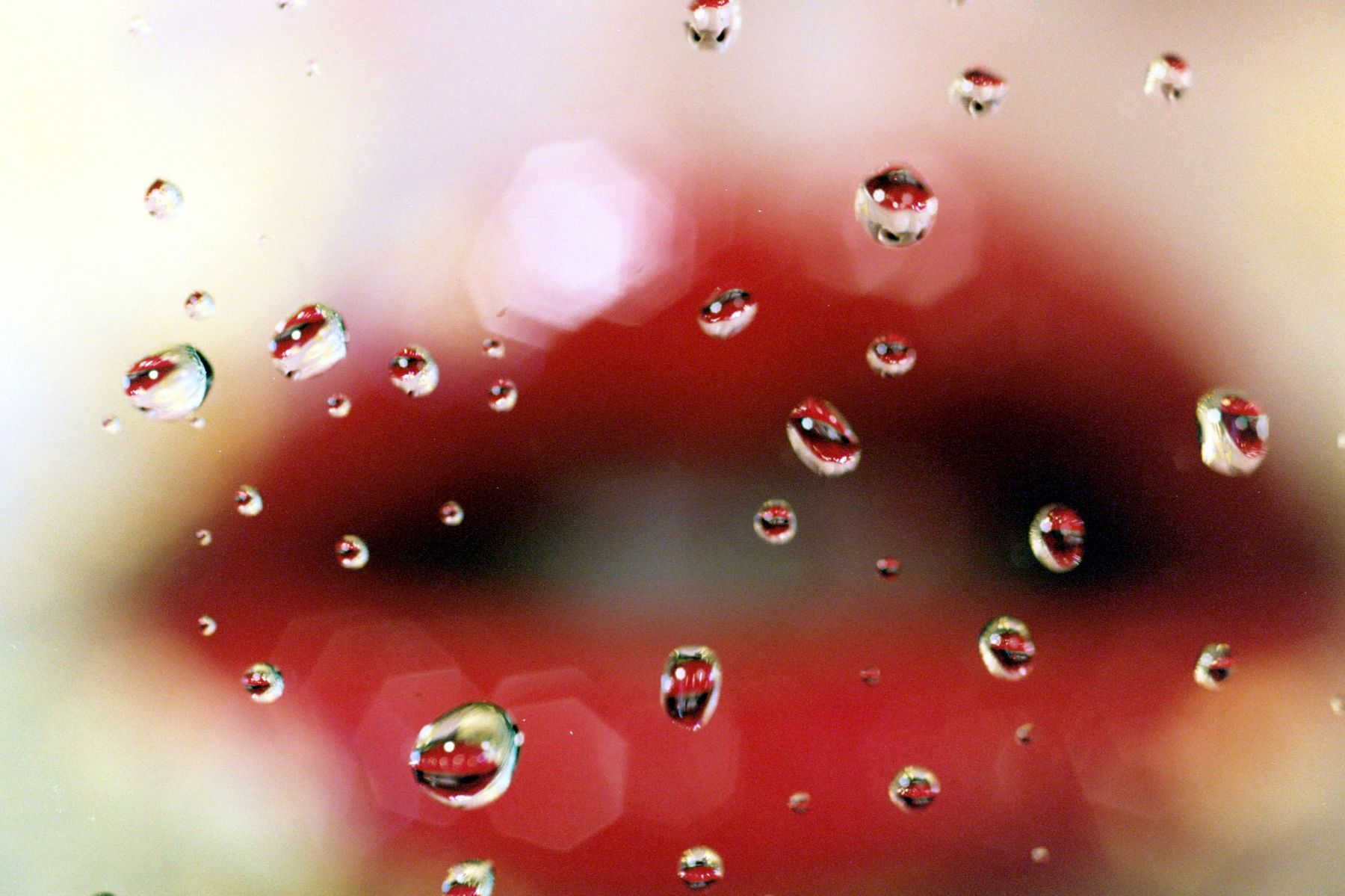 Marilyn Minter, Gossip