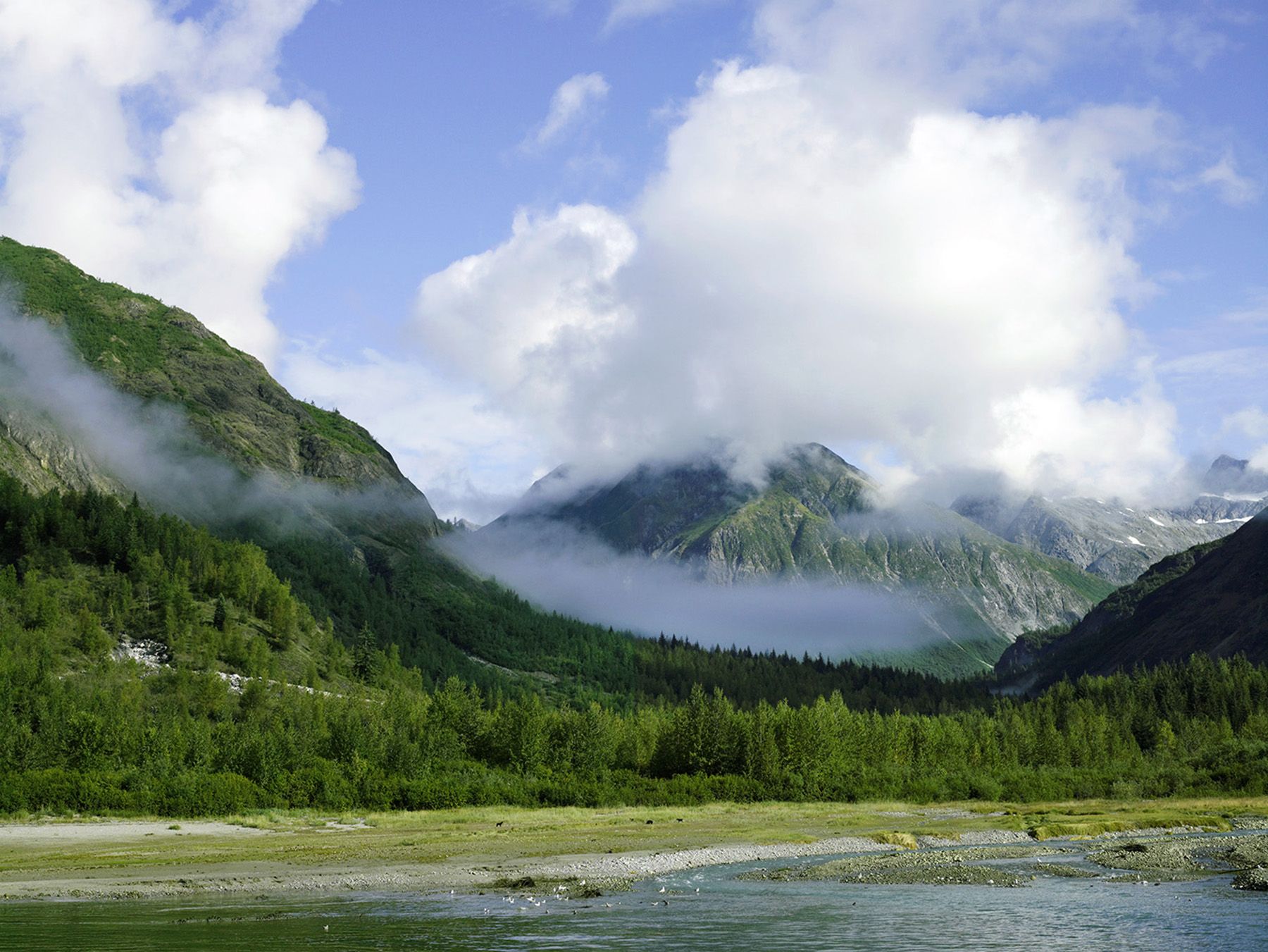 Catherine Opie, Grizzly Bears and Wolves