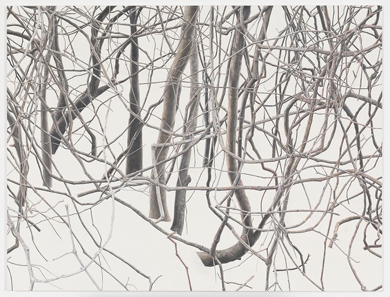 Toba - Branches