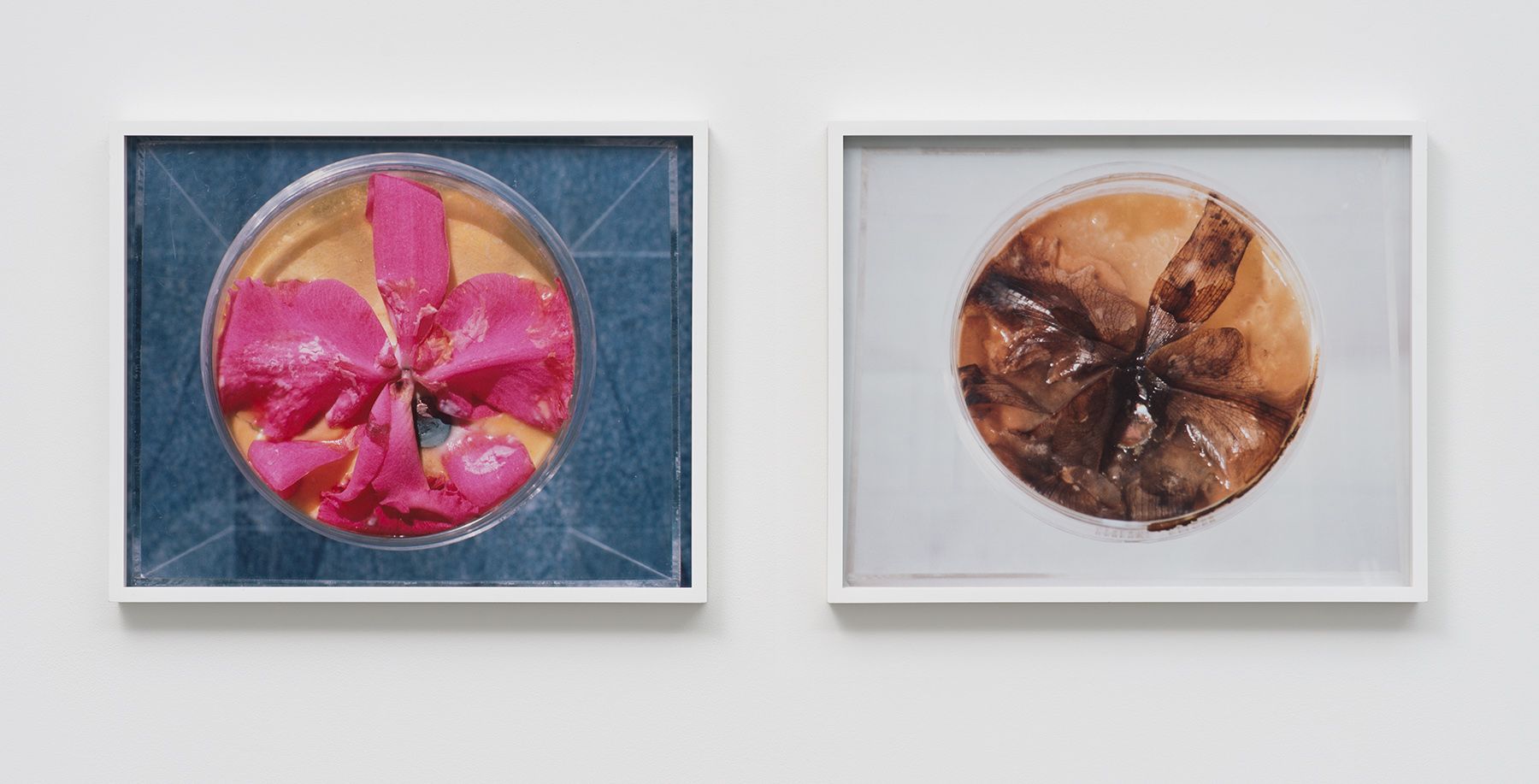 Liz Larner