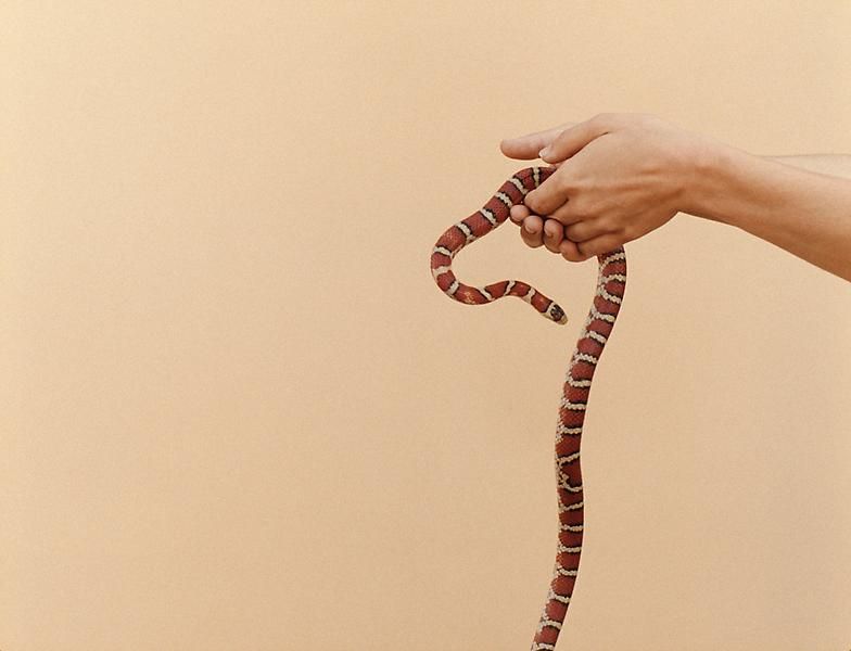 Elad Lassry Untitled, 2010