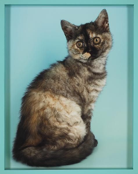 Elad Lassry British Shorthair Tortie, 2010