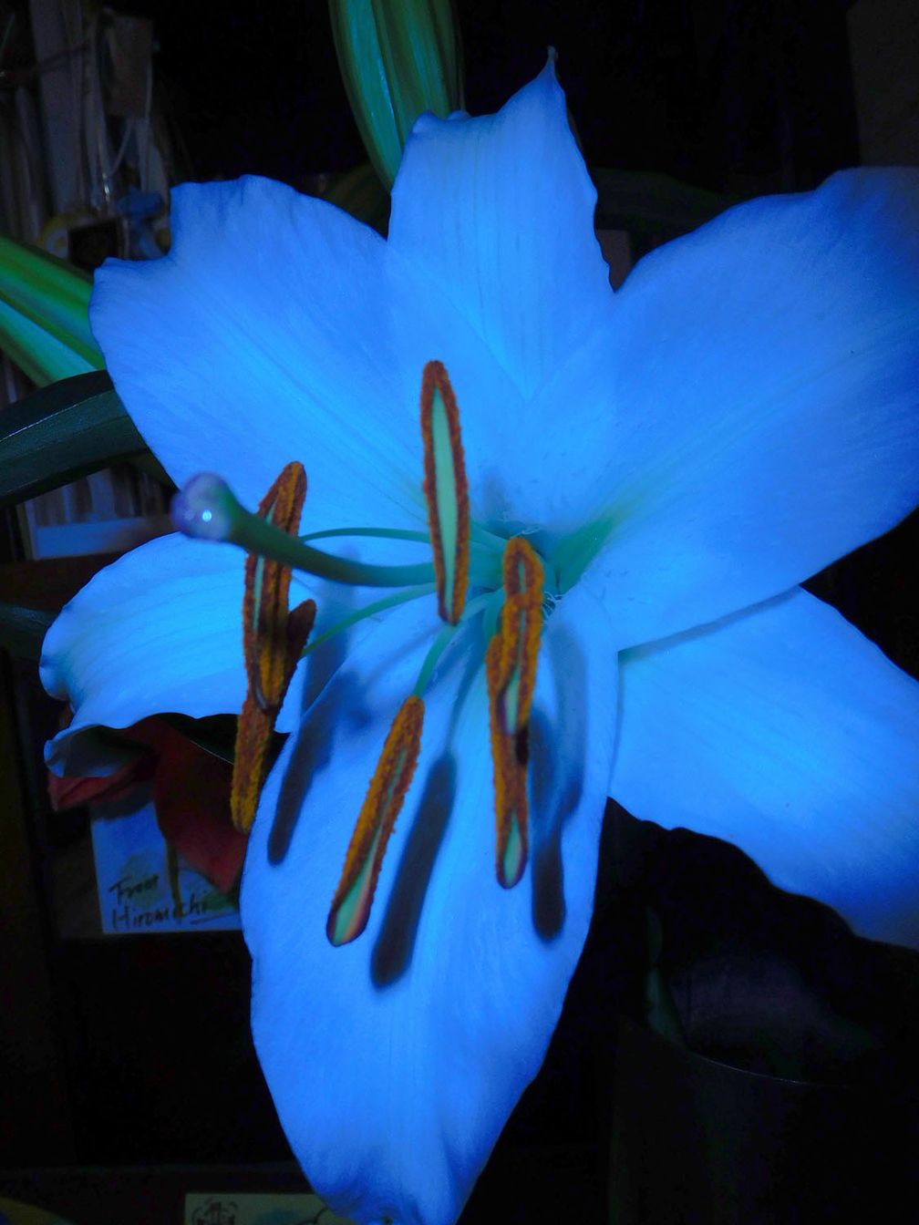 Daido Moriyama, Color, 2016/2017