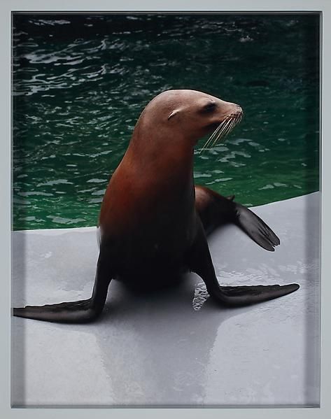 Elad Lassry Sea Lion, 2010