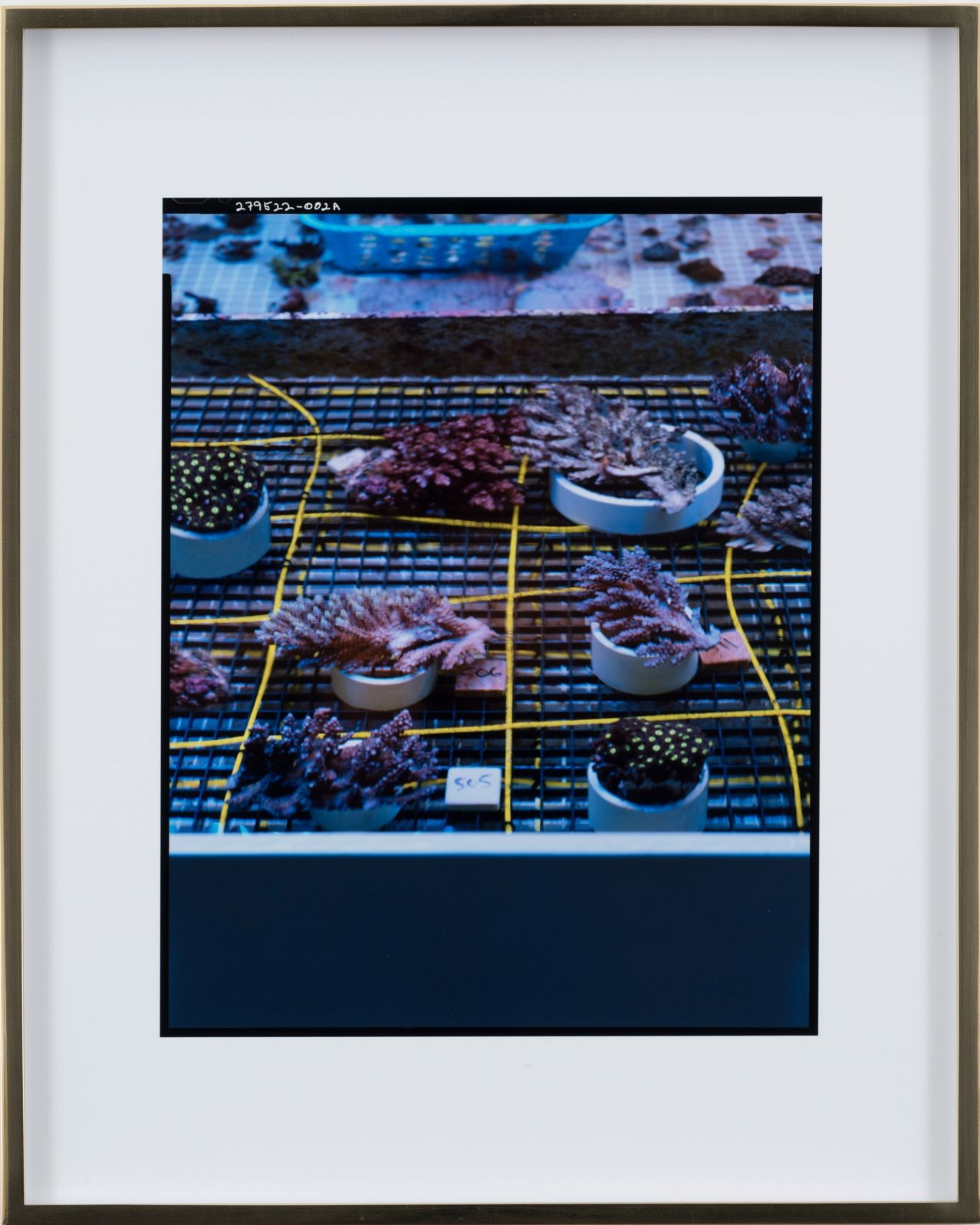 Elad Lassry, Untitled (Corals Grid), 2018