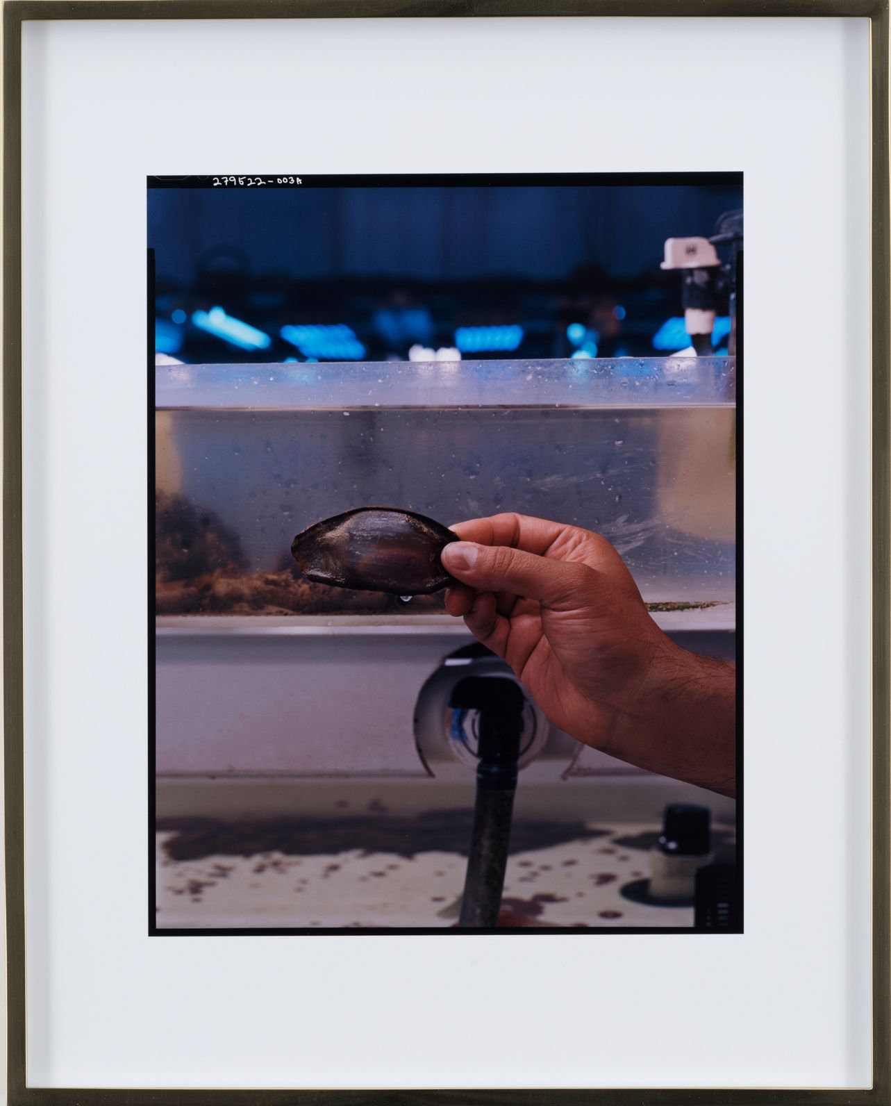Elad Lassry, Untitled (Shark Egg), 2018