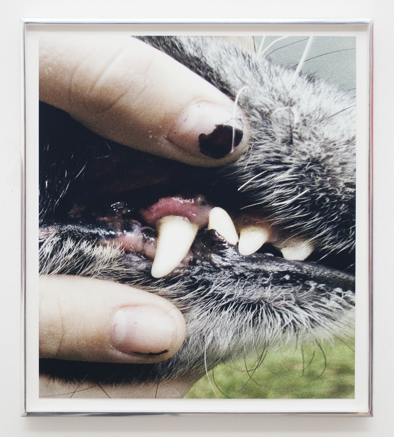 Liza Ryan Dogtooth, 2015