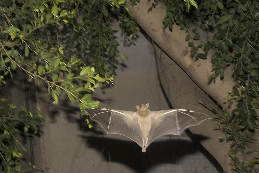 Bats, 2002-2007 Two-channel slide projection of eighty 35mm slides onto adjacent walls