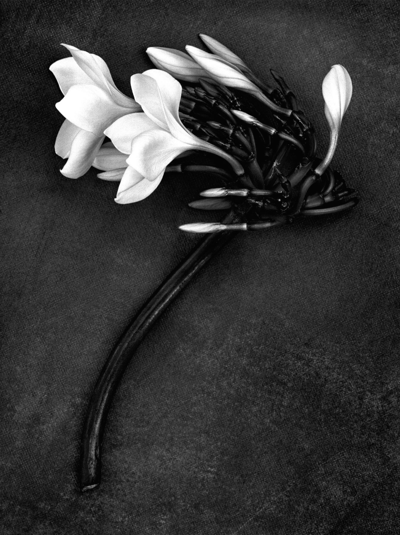 Albert Watson Artists Fahey Klein Gallery