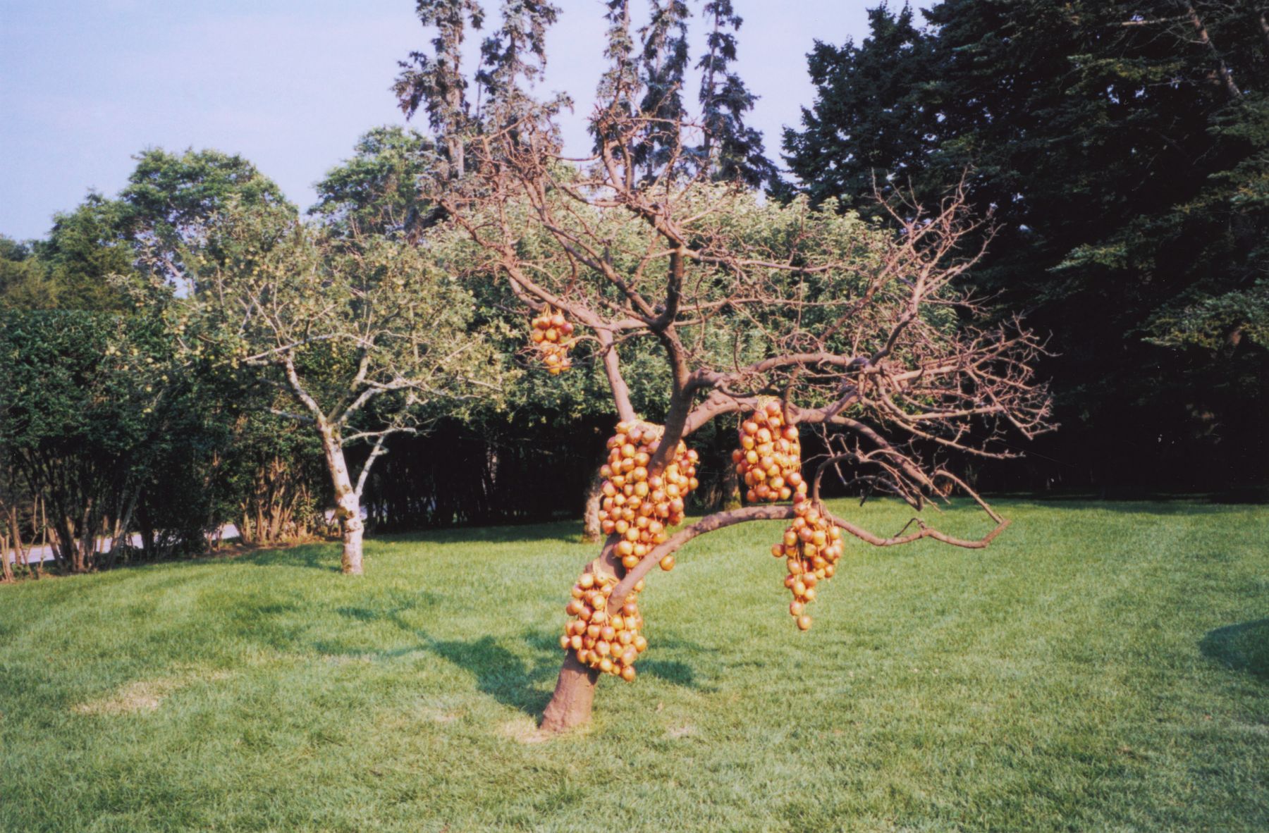 blessed, 2000 cast bronze, 400 bright red ceramic apples, twine