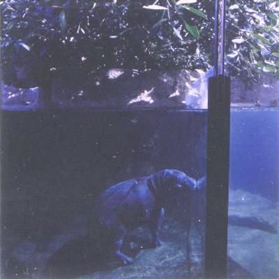 Lucinda Devlin, Miniature Hippopotamus, Zoo Berlin