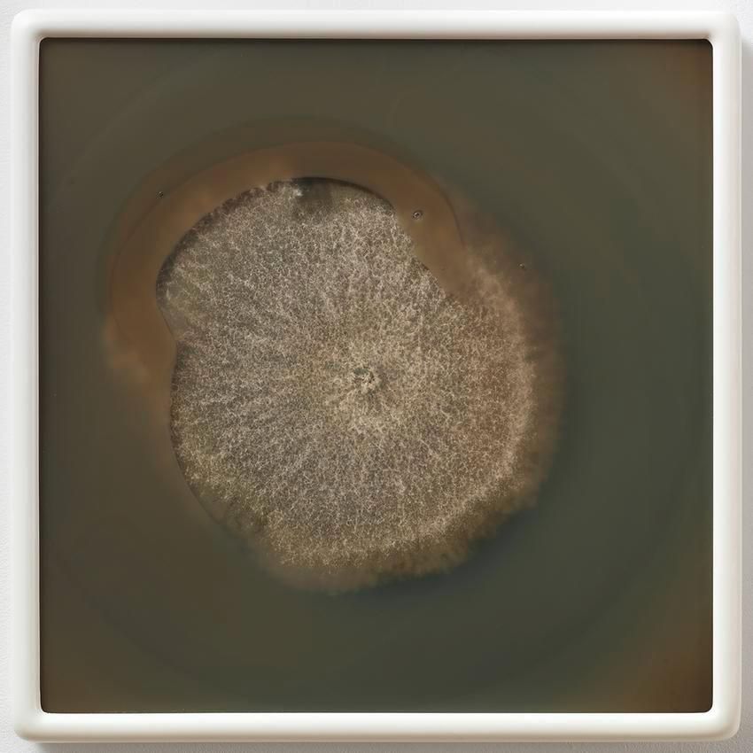 Dove Allouche Phomopsis theicola R28 MA #8