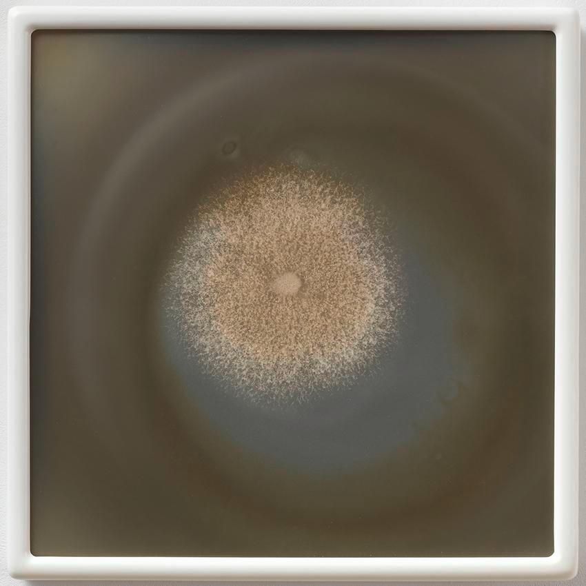 Dove Allouche Paecilomyces variotii myc 28 MA #45