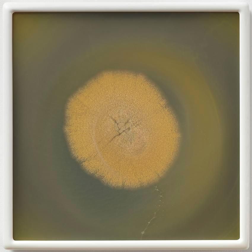 Dove Allouche Aspergillus amstelodami (Eurotium) myc 2 MA #27