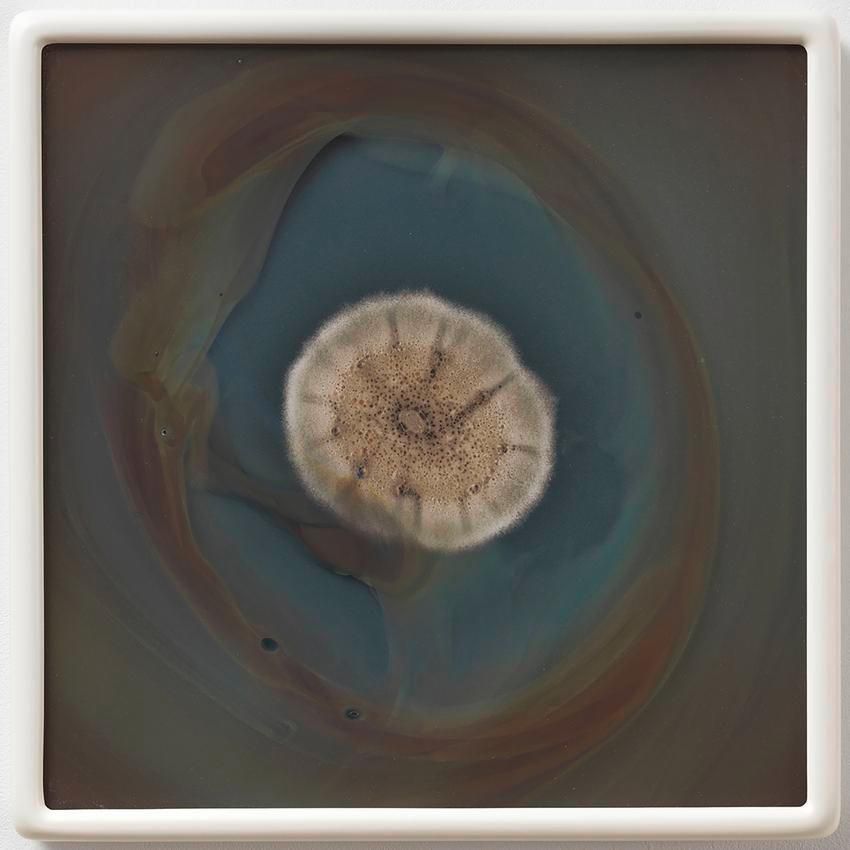 Dove Allouche Aspergillus penicillioides 5226 CZ #31